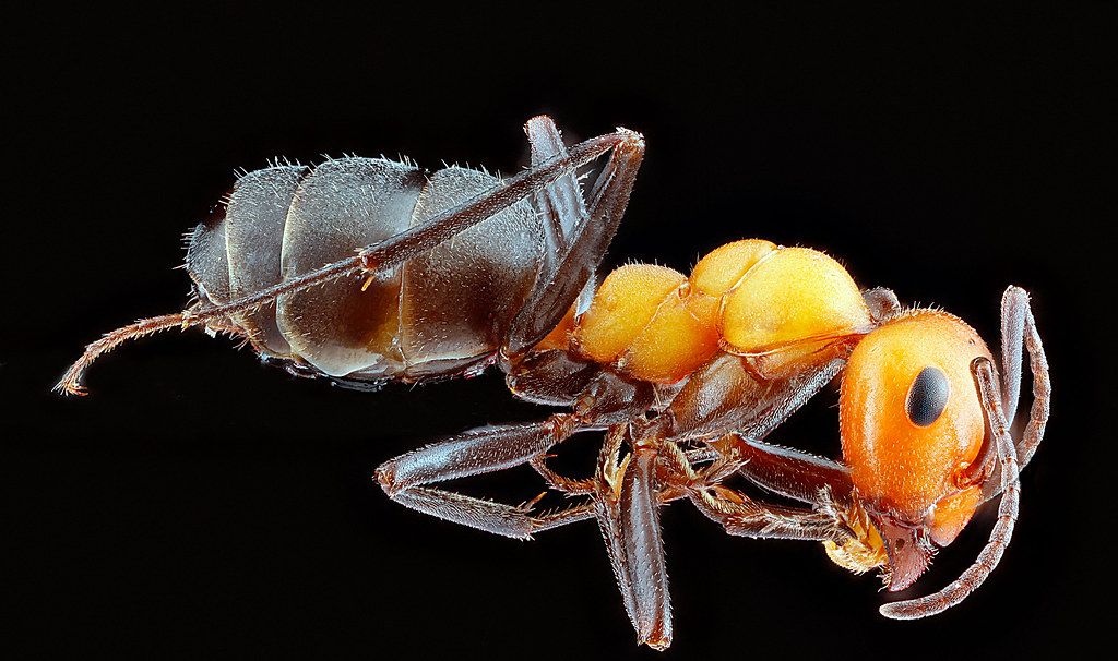 Ant Control service in Fountain Valley, CA