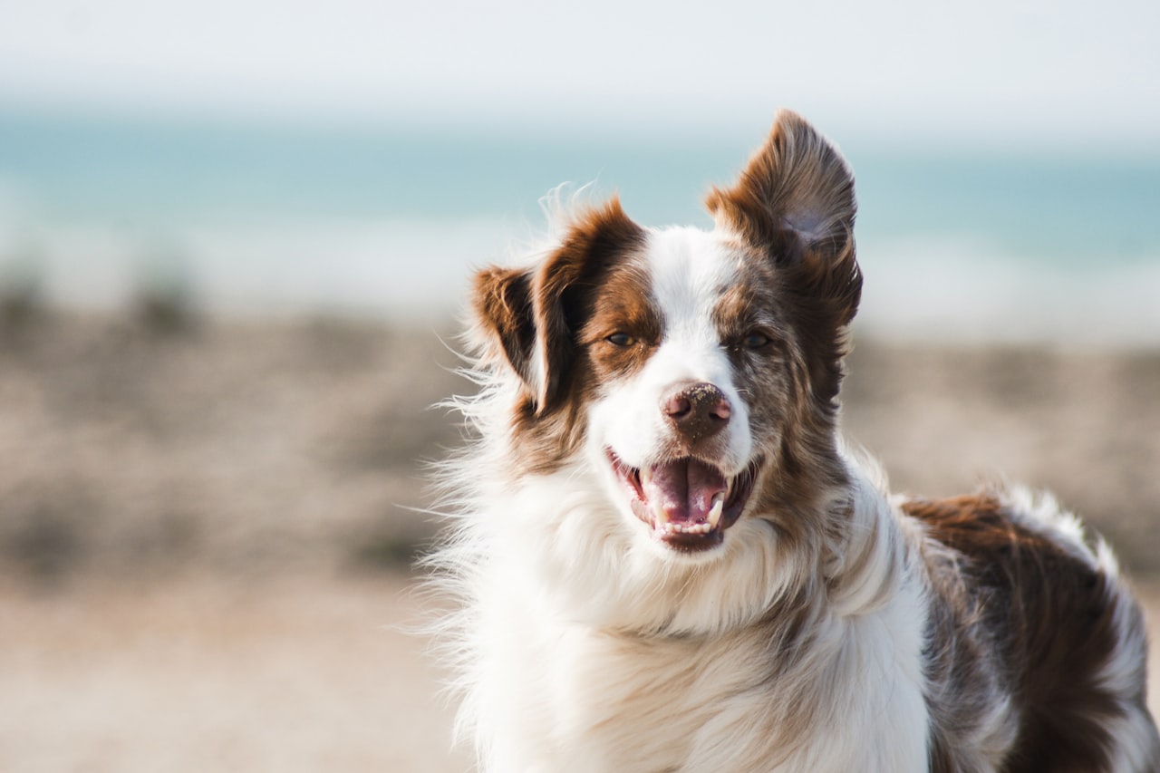 Flea & Tick Control service in Fountain Valley, CA