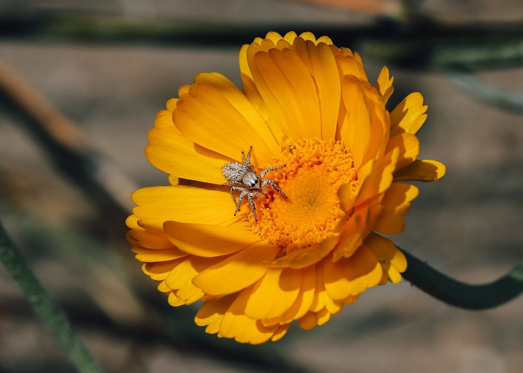 Spider Control service in Fountain Valley, CA